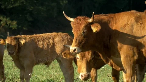 Cows grazing in a pasture Stock Footage 73890262
