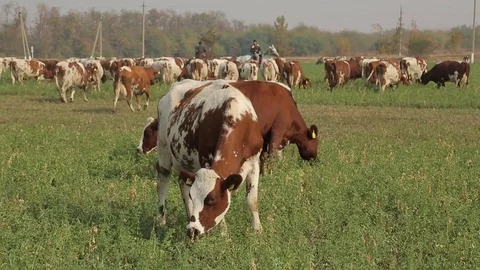 Cows grazing in a pasture Stock Footage 73947009