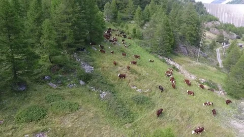 Cows grazing in a pasture Stock Footage 77462576