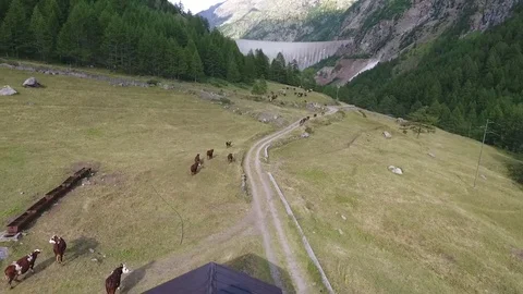 Cows grazing in a pasture Stock Footage