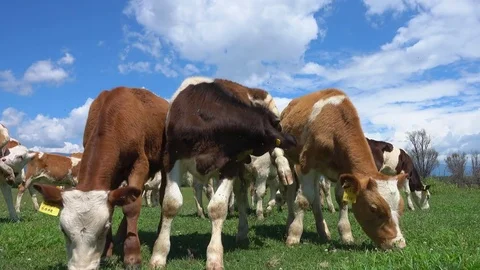 Cows grazing on pasture Stock Footage 81988331