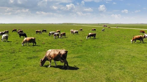 Cows grazing on pasture Stock Footage 88983847