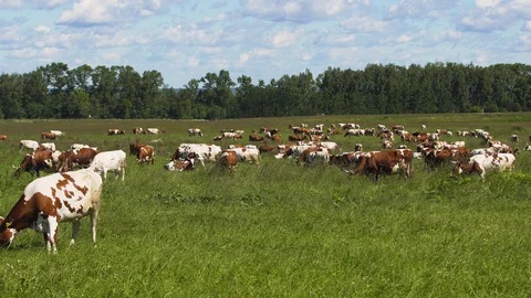 Cows grazing on pasture Stock Footage 101466890