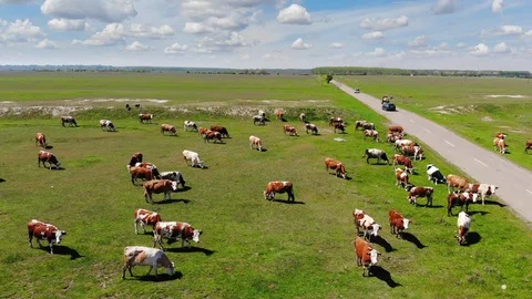 Cows grazing on pasture Video stock 108026949