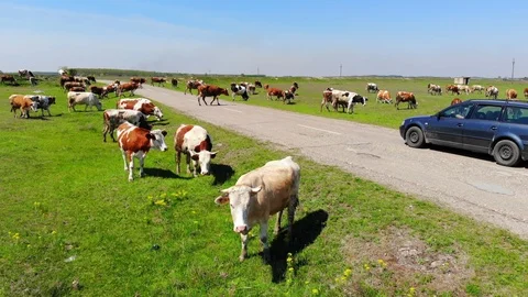 Cows grazing on pasture Stock Footage 108027528
