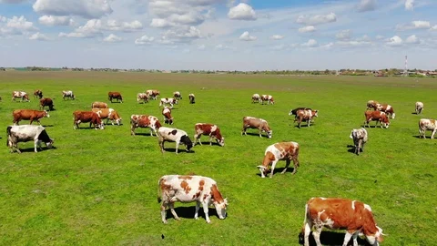 Cows grazing on pasture Stock Footage 108027743