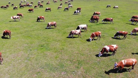 Cows grazing on pasture Stock Footage 108028244