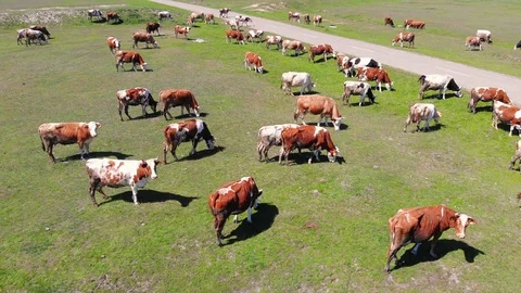 Cows grazing on pasture Stock Footage 108028909