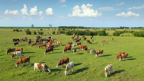 Cows grazing on pasture Video stock 136089904