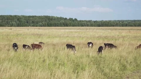 Cows grazing on pasture Stock Footage 136574133