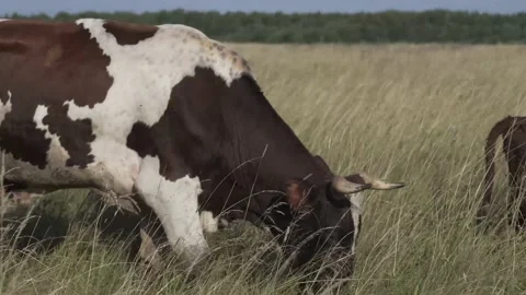 Cows grazing on pasture Stock Footage 141081631