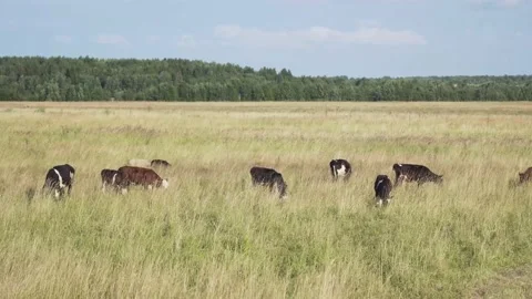 Cows grazing on pasture Stock Footage 141844734