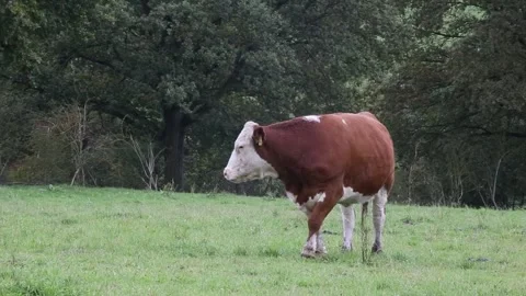 Cows grazing in the pasture Stock Footage 288018245