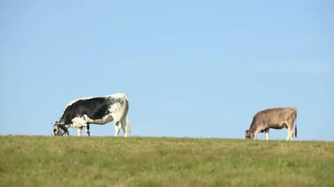 Cows grazing on a pasture in the mountain. Stock Footage 168374923