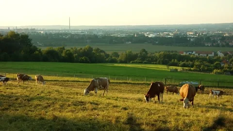 Cows Grazing in a Pasture Overlooking a Distant City Stock Footage 296856551