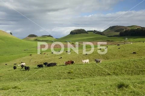Cows grazing in a pasture on Parker Ranch, Kohala Mountain, North Kohala Stock Photos