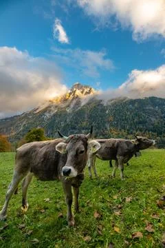 Cows grazing on a pasture surrounded by mountains under cloudy sky Stock Photos
