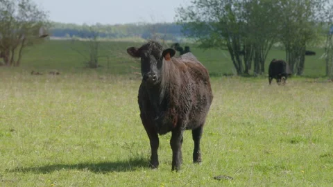 Cows Grazing In Pasture Under Big Blue Sky. Group Of Black Angus Cows Grazing In Stock Footage 275374043