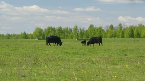 Cows Grazing In Pasture Under Big Blue Sky. Group Of Black Angus Cows Grazing In Stock Footage 276170387