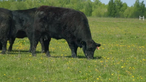 Cows Grazing In Pasture Under Big Blue Sky. Group Of Black Angus Cows Grazing In Stock Footage 276181738