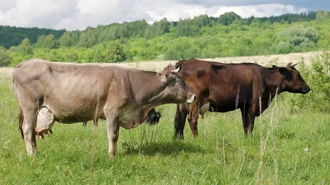 Cows grazing on pastures Stock Footage 91019808