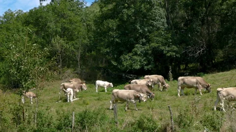 Cows grazing peacefully in freedom. 스톡 동영상 297406006