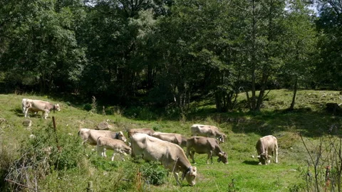 Cows grazing peacefully in freedom. Stock Footage 299857443
