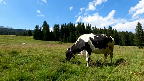 Cows Grazing Peacefully in a Lush Green Field Stock Footage 299623974