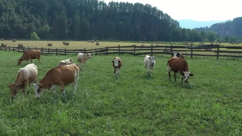 Cows grazing peacefully in a lush green pasture setting Vídeo Stock 305164024