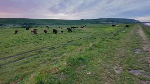 Cows grazing peacefully on lush green pasture during sunset Stock Footage 309765833