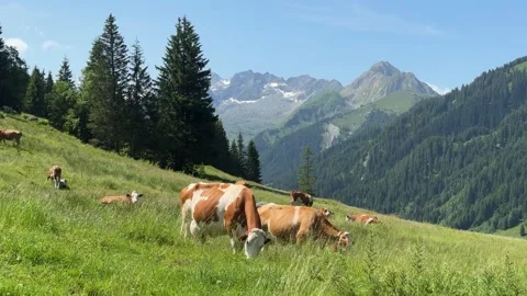 Cows grazing peacefully on a lush green mountain pasture in Koenigsleiten, .. Stock Footage 329556884