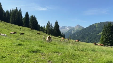 Cows grazing peacefully on a lush green mountain pasture in Koenigsleiten, .. Stock Footage 343545087