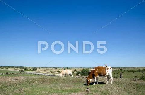 Cows grazing Stock Photos