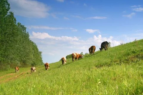Cows grazing Stock Photos