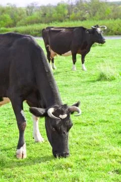 Cows grazing Stock Photos