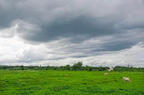 Cows grazing Foto stock