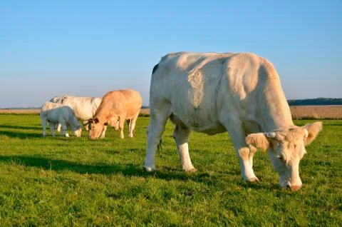 Cows grazing Stock Photos