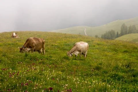 Cows grazing Stock Photos