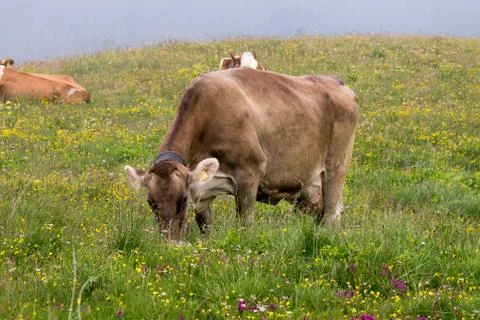 Cows grazing Stock Photos