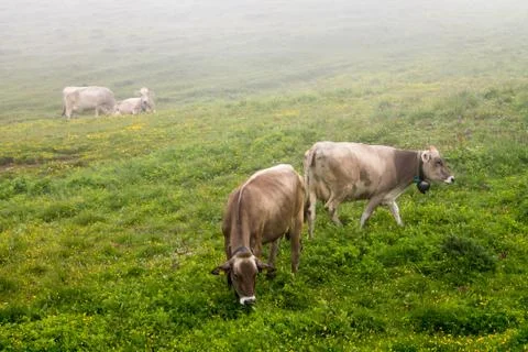 Cows grazing Stock Photos