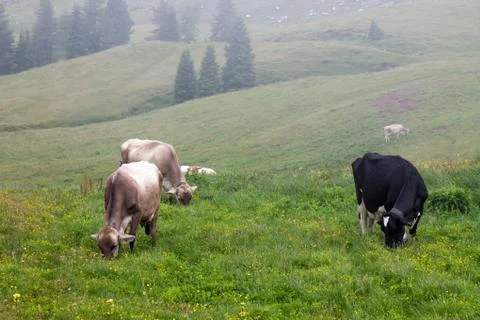 Cows grazing Stock Photos