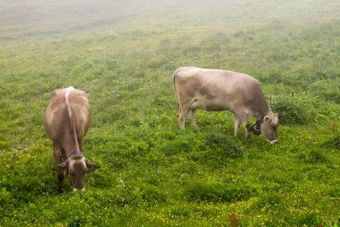 Cows grazing Stock Photos
