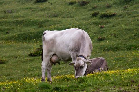 Cows grazing Stock Photos