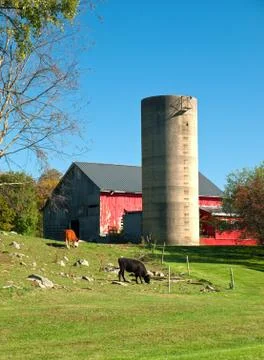 Cows grazing Stock Photos