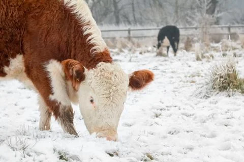 Cows grazing Stock Photos