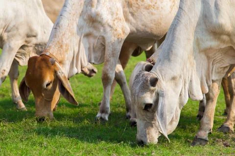 Cows grazing Stock Photos