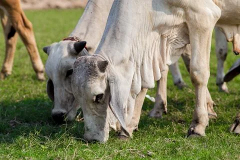 Cows grazing Stock Photos