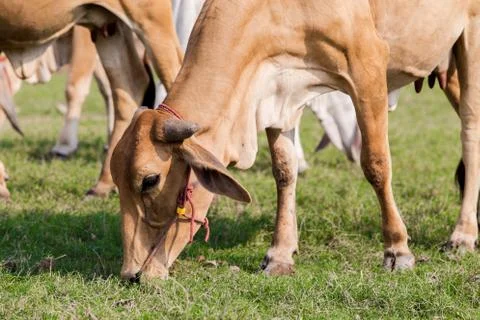 Cows grazing Stock Photos