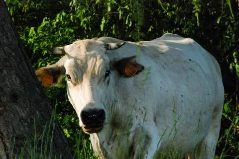 Cows grazing Stock Photos