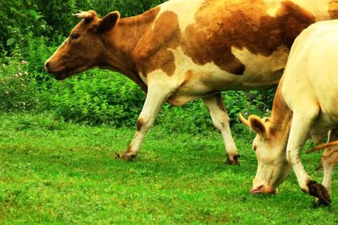 Cows grazing Stock Photos